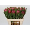 Protea Brenda
