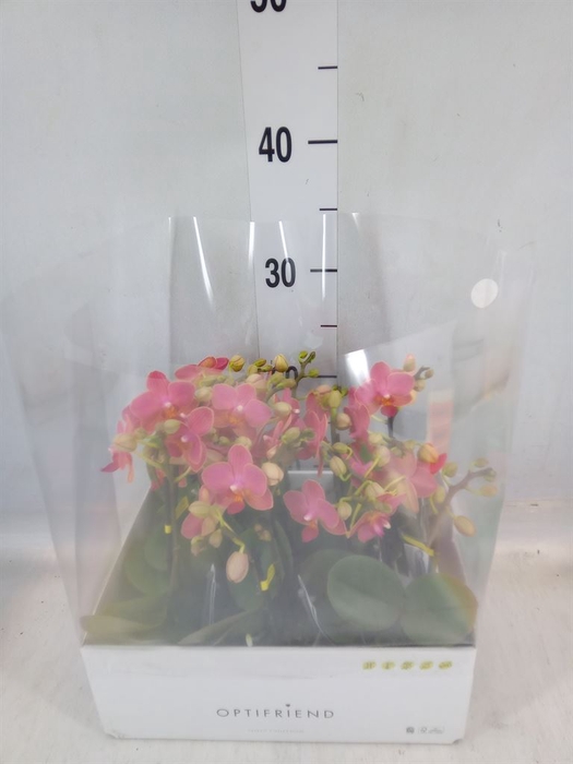 <h4>Phalaenopsis multi.   ...orange</h4>