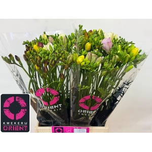 Freesia du mix