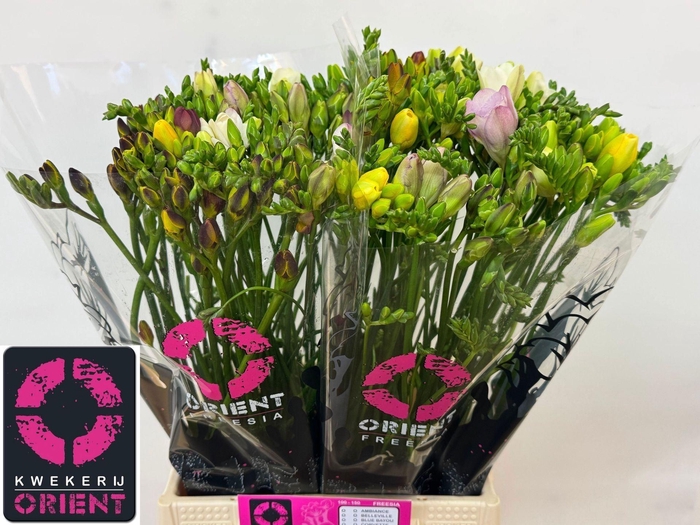 <h4>Freesia du mix</h4>