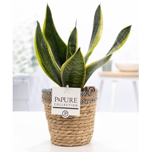 Sansevieria Trif. 