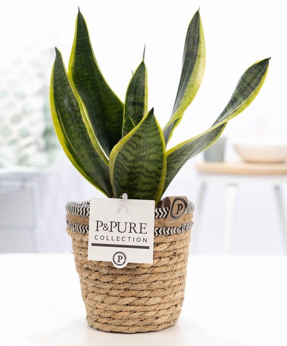 <h4>Sansevieria Trif. "Futura Superba" in P&PURE Basket 6</h4>