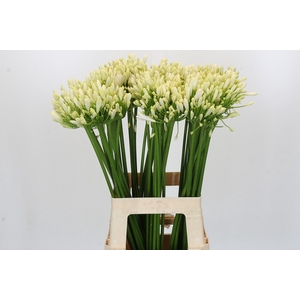 Agapanthus Gletsjer