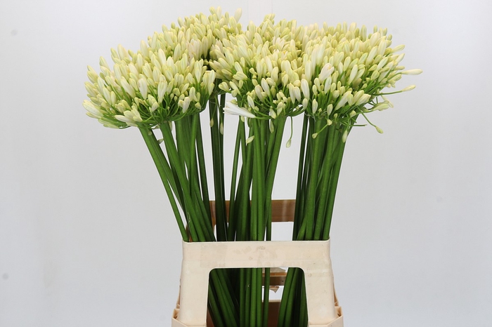<h4>Agapanthus Gletsjer</h4>