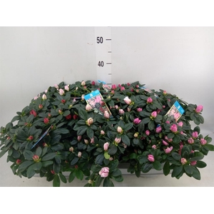 Rhododendron sim. 'Hellmut V' .mix6