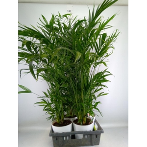 Chamaedorea cataractarum