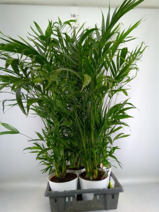 <h4>Chamaedorea cataractarum</h4>