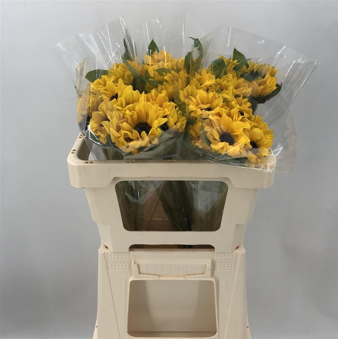 <h4>HELIAN MINI</h4>