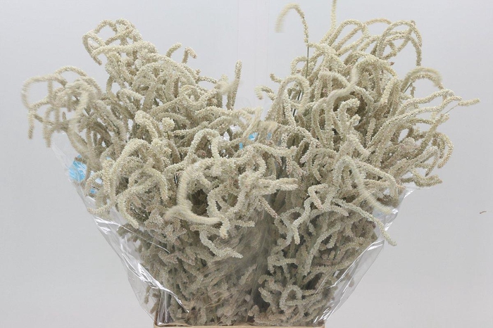 <h4>Amaranthus Yearming Desert</h4>