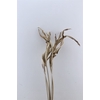 Dried Strelitziablad Naturel P Stem