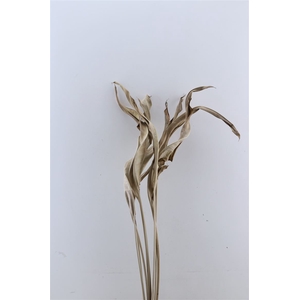 Dried Strelitziablad Naturel P Stem