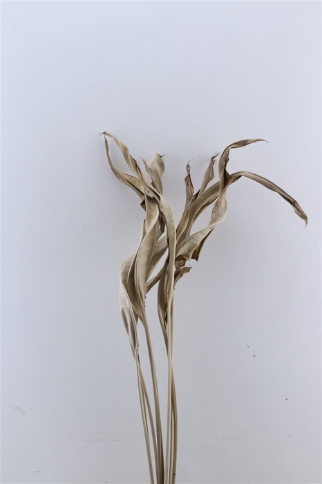 Dried Strelitziablad Naturel P Stem