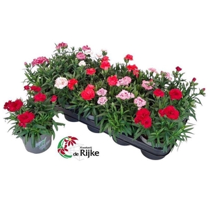 Dianthus  'Oscar'   ...mix