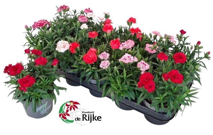 <h4>Dianthus  'Oscar'   ...mix</h4>