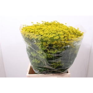 ANETHUM GRAVEOLENS