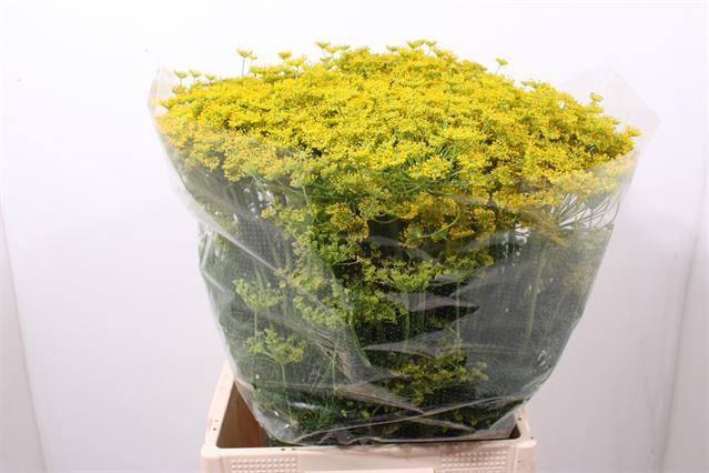 ANETHUM GRAVEOLENS