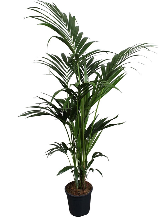 <h4>Howea forsteriana (Kentia) 6 pit 160-180cm</h4>