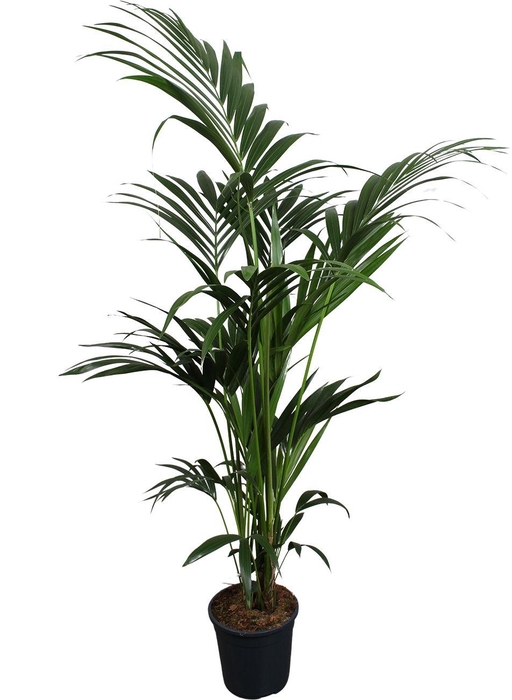 <h4>Howea forsteriana (Kentia) 6 pit 180-200cm</h4>