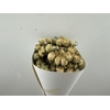 Dried Roses Spray White 100gr Bunch