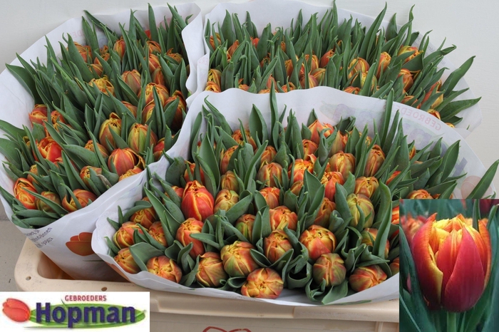 <h4>TU DU EDITION</h4>