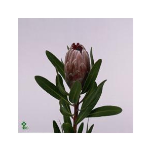 Protea Pink Ice
