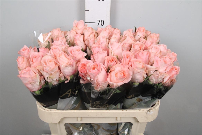 <h4>R Gr Baby Doll</h4>