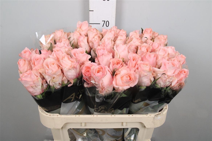 <h4>R Gr Baby Doll</h4>