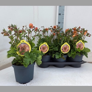 GEUM MAI TAI