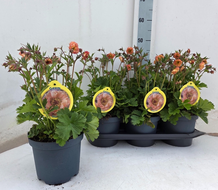 <h4>GEUM MAI TAI</h4>