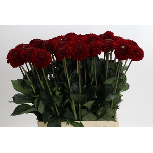 Dahlia Red Fox