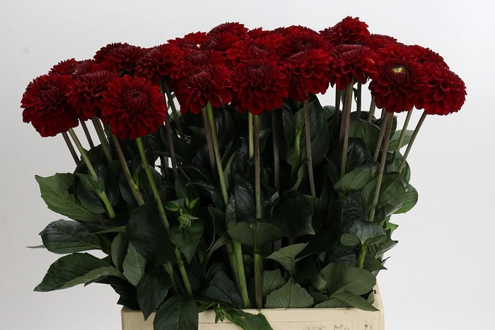 <h4>Dahlia Red Fox</h4>