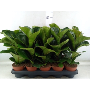Ficus lyrata 'Bambino'