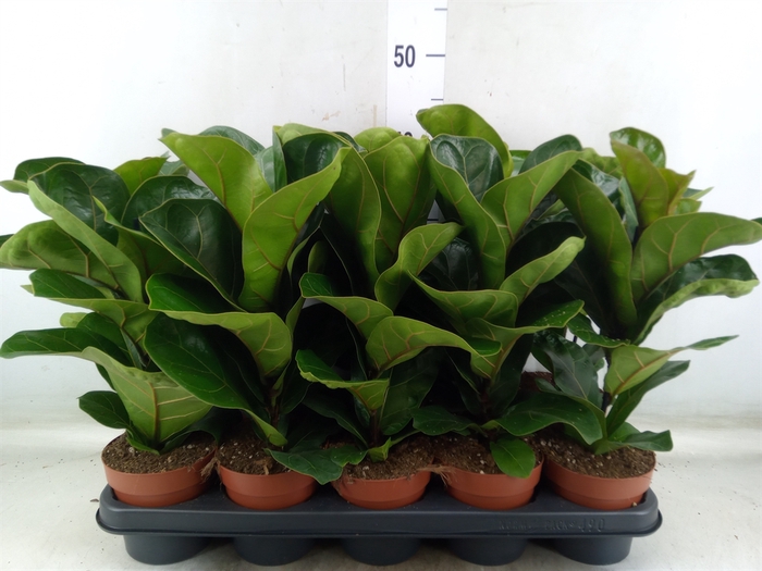 <h4>Ficus lyrata 'Bambino'</h4>