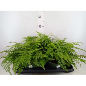 Asplenium  'Parvati'