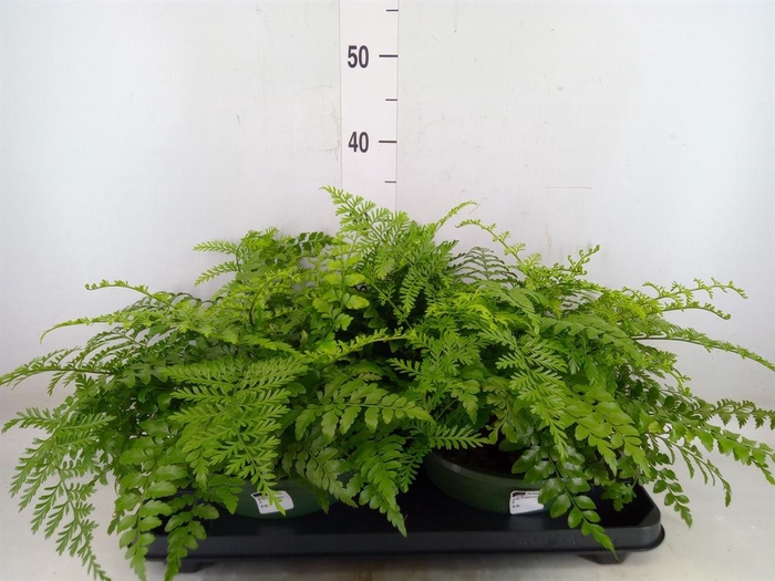 <h4>Asplenium  'Parvati'</h4>