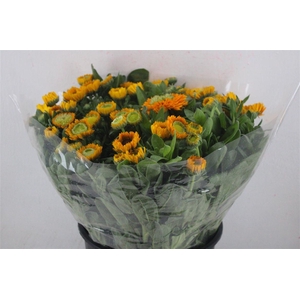 Calendula Yellow Extra P Stem