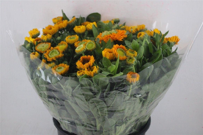 <h4>Calendula Yellow Extra P Stem</h4>