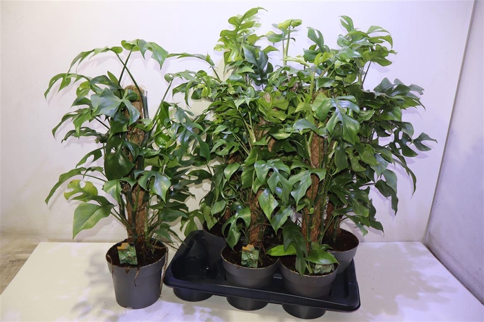 <h4>Phil Overig</h4>