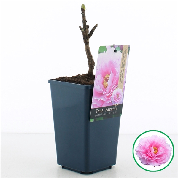 <h4>Paeonia suffruticosa licht Roze C1.5 (15cm.)</h4>