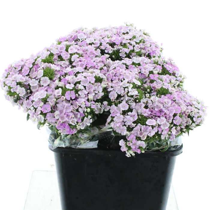 <h4>Di Barb Amazon Lavander</h4>