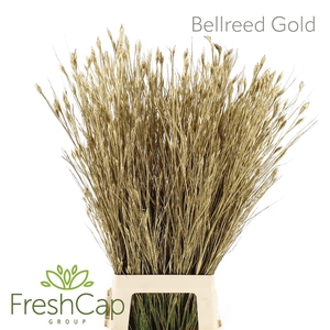 Bellreed Gold