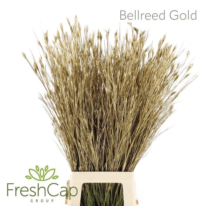 <h4>Bellreed Gold</h4>