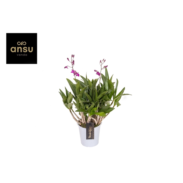 <h4>Dendrobium Berry Oda 2+</h4>