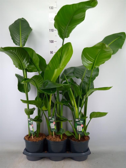 <h4>Strelitzia nicolai</h4>