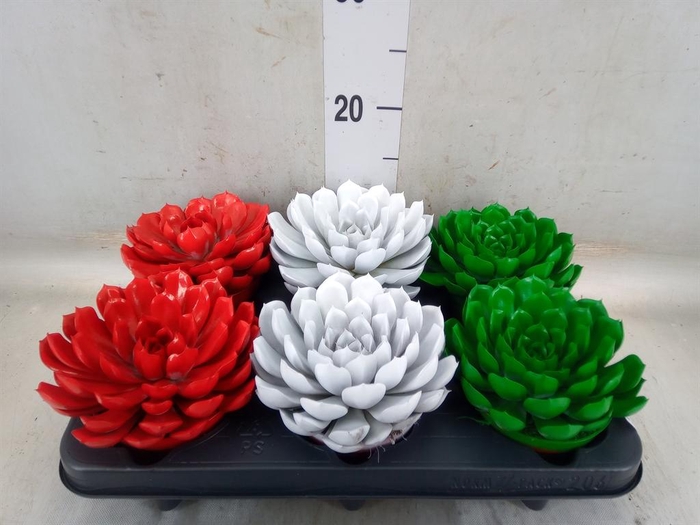 <h4>Echeveria  'Summer'</h4>