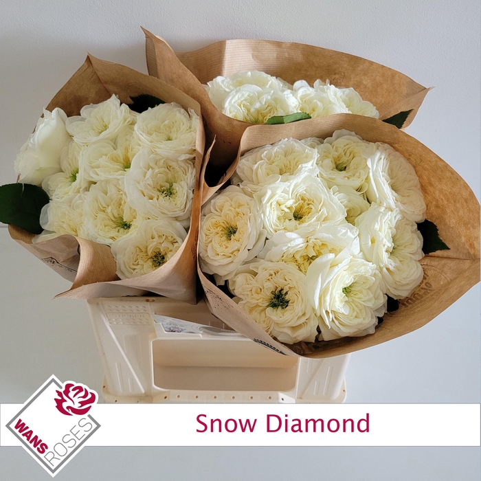 <h4>R GR SNOW DIAMOND</h4>