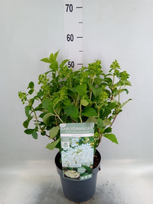 <h4>Hydrangea pan.</h4>