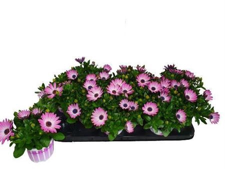 <h4>Osteo Pink White</h4>