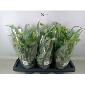 Phlebodium aureum 'Blue Star'