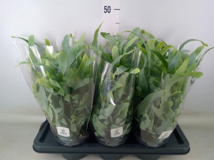 <h4>Phlebodium aureum 'Blue Star'</h4>